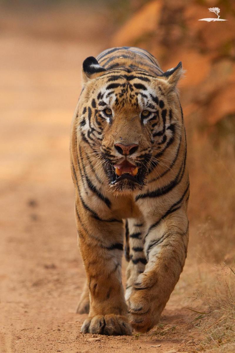Red Earth Tadoba - Housity