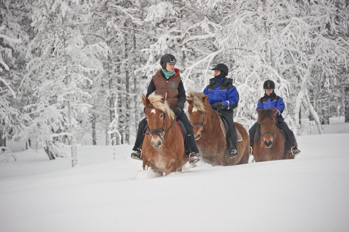 Kakslauttanen Arctic Resort - Igloos and Chalets - Housity