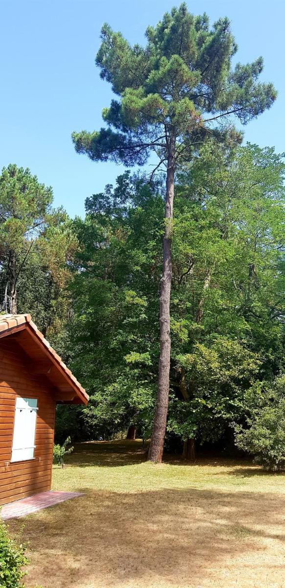 Chalet Saint Julien en Born - Housity