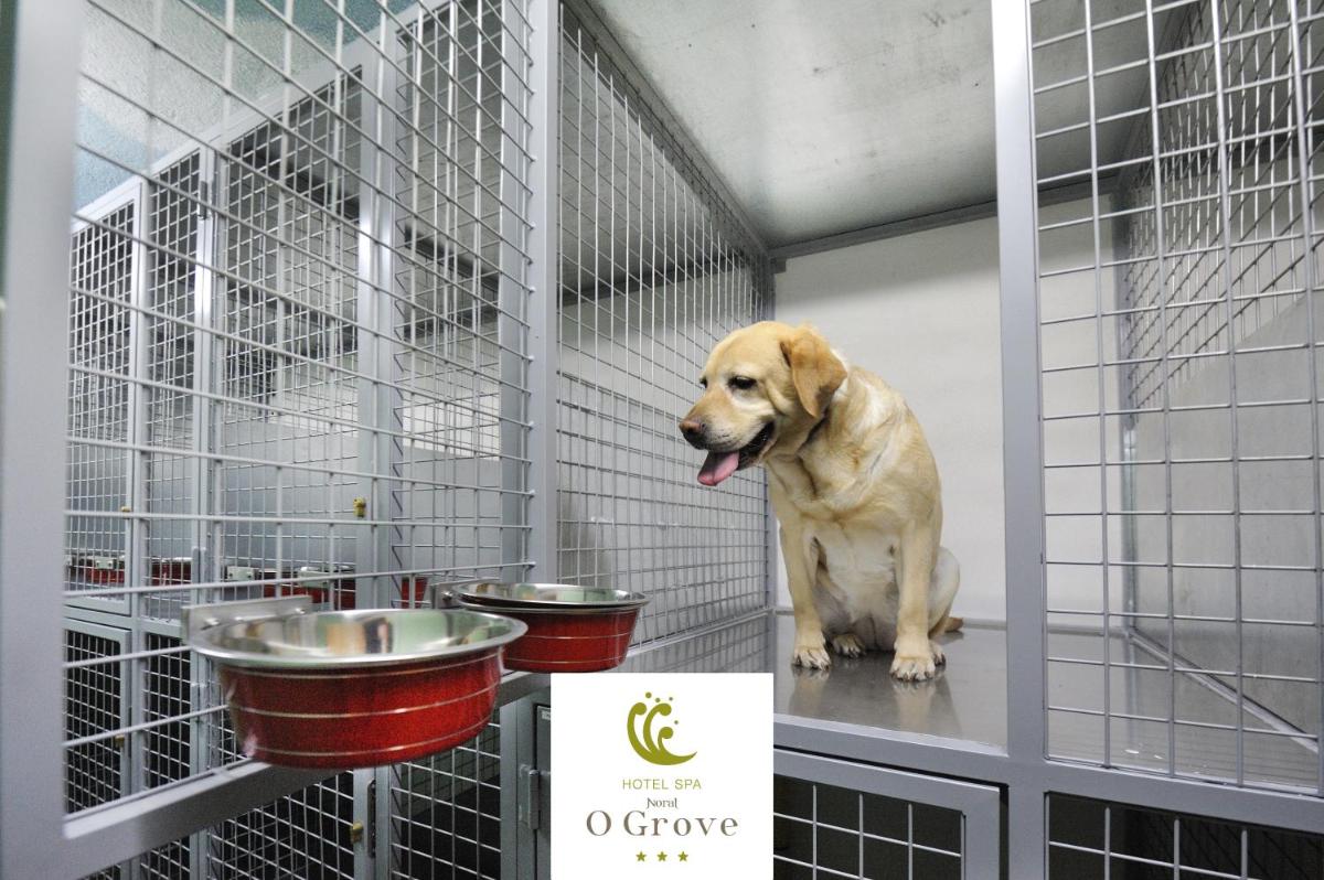 Mascotas con sus dueños en Hotel Spa Norat O Grove 3* Superior