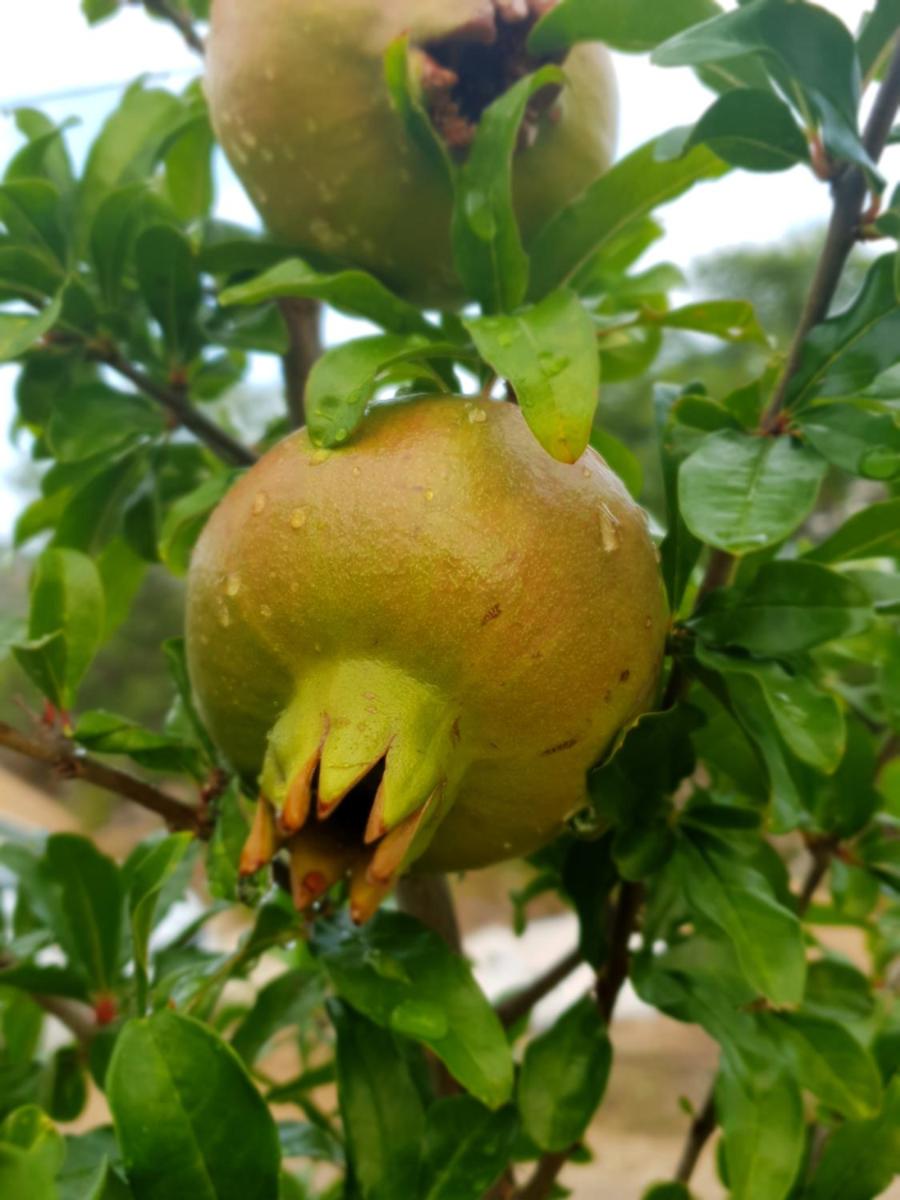 Kuća za odmor Mile - Housity