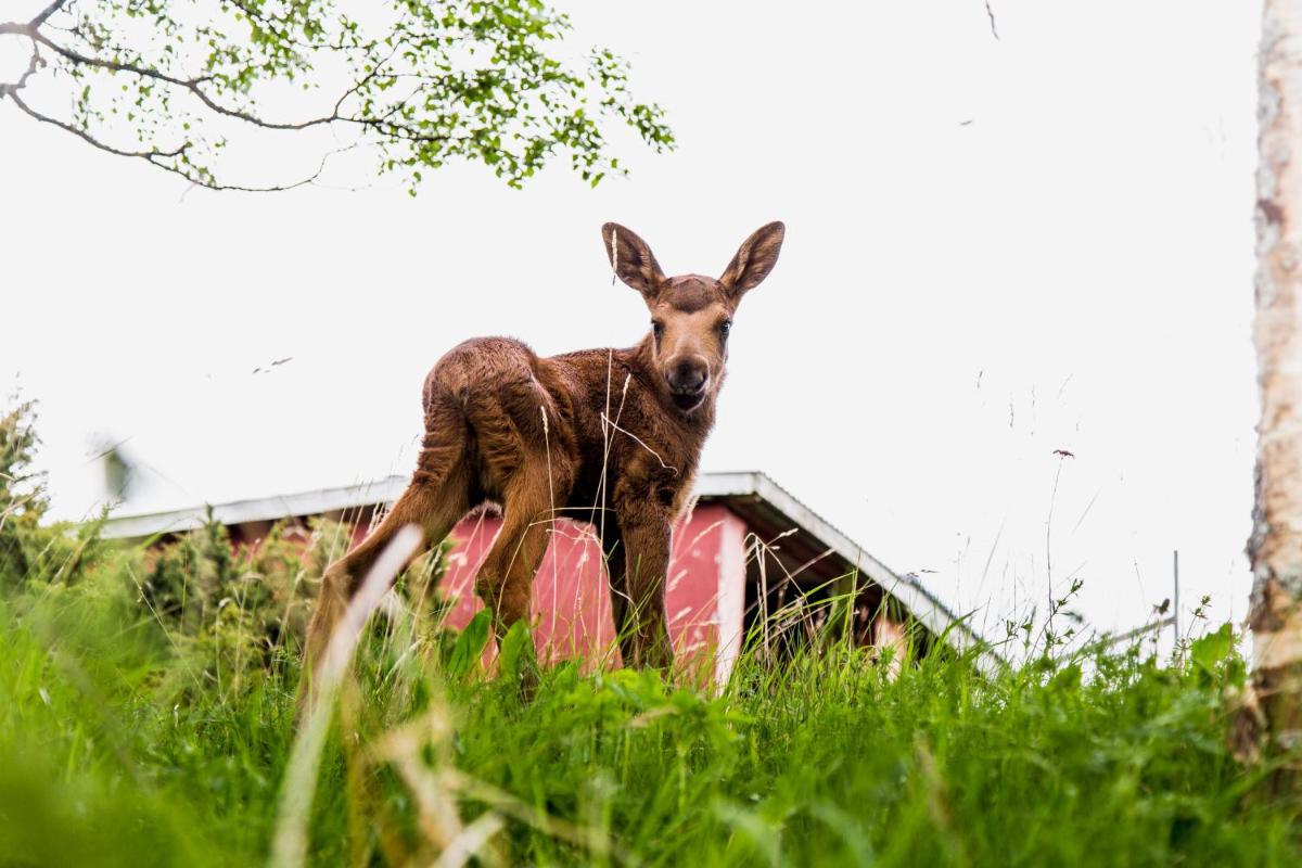 Moose Garden - Housity