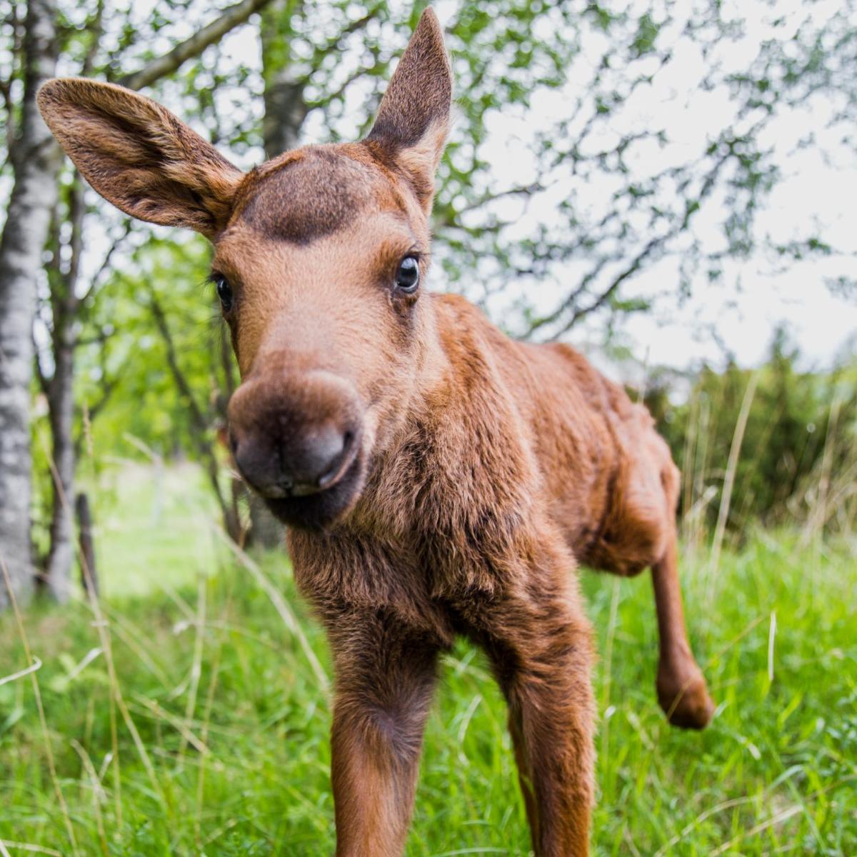 Moose Garden - Housity
