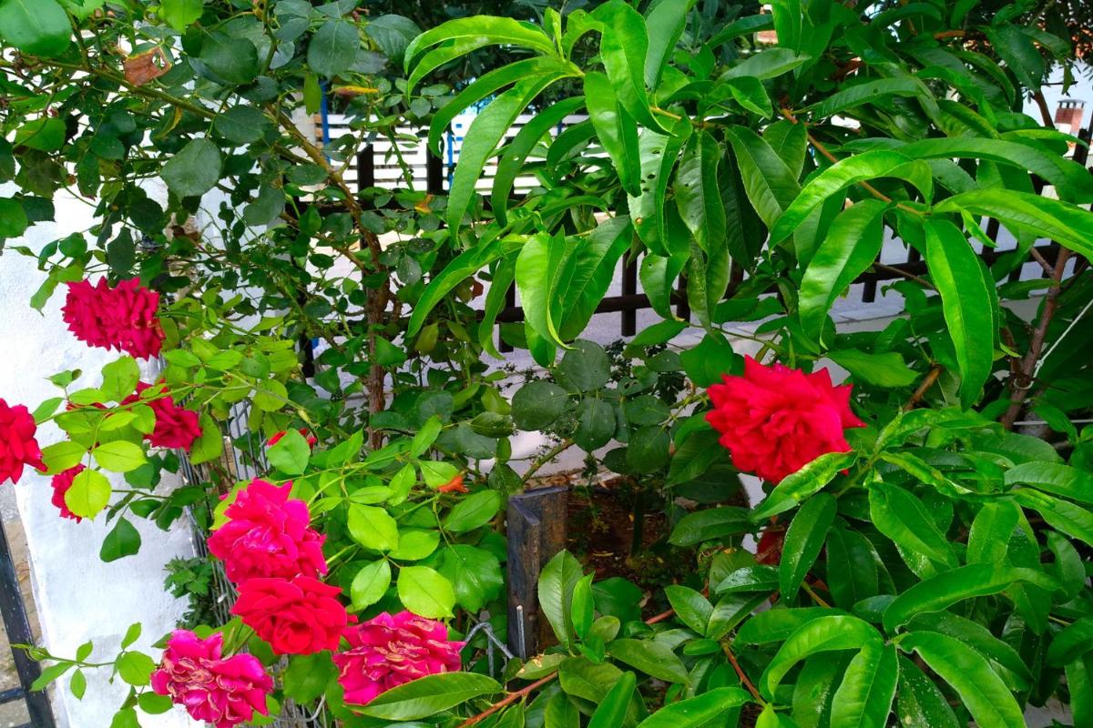 Our parent's house. Family house for rent - Housity