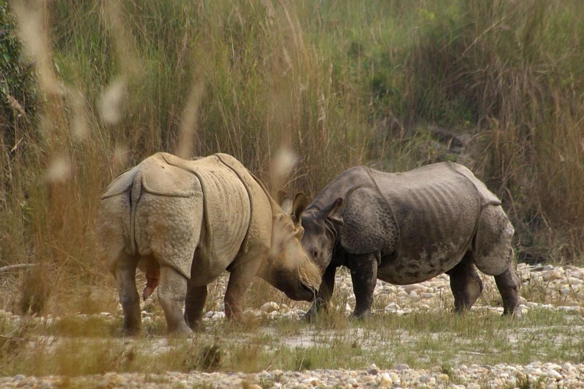 Bardia Wildlife Resort - Housity