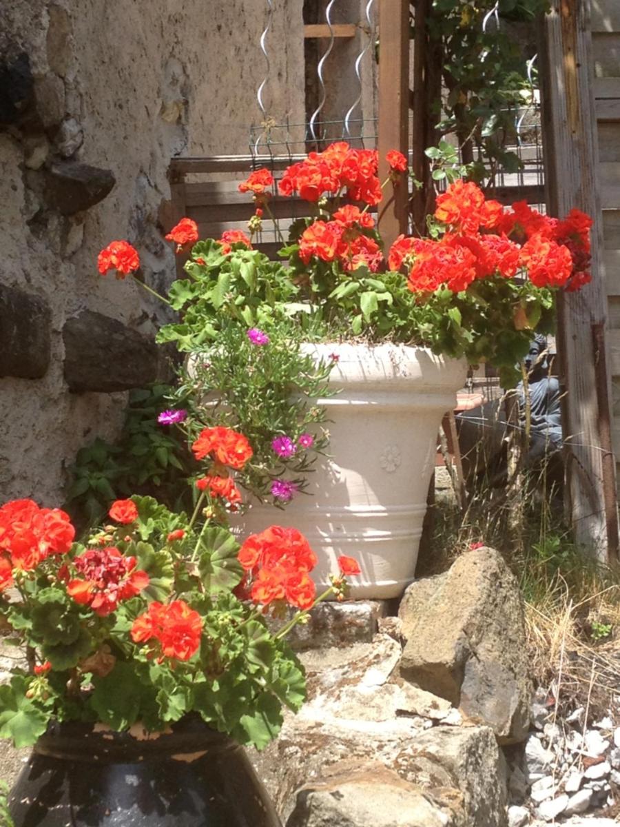 Fraises des bois - Housity