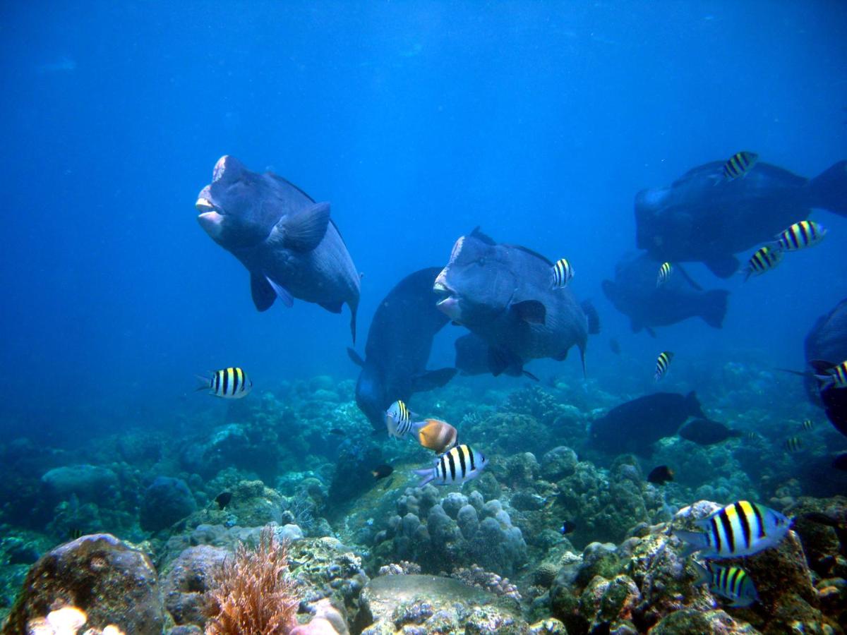 Suitetrails - Matahari Tulamben Resort, Dive & SPA