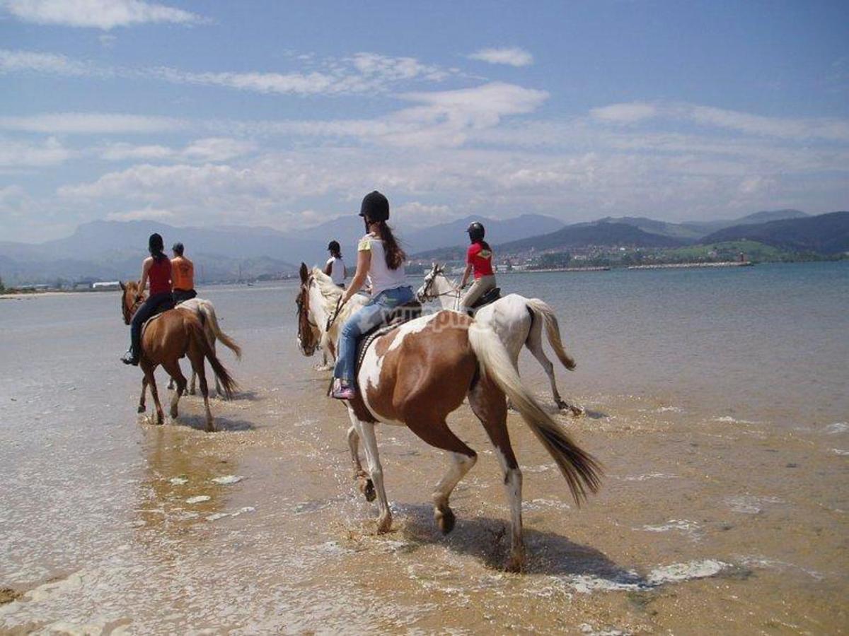 Animales en el apartahotel o alrededores