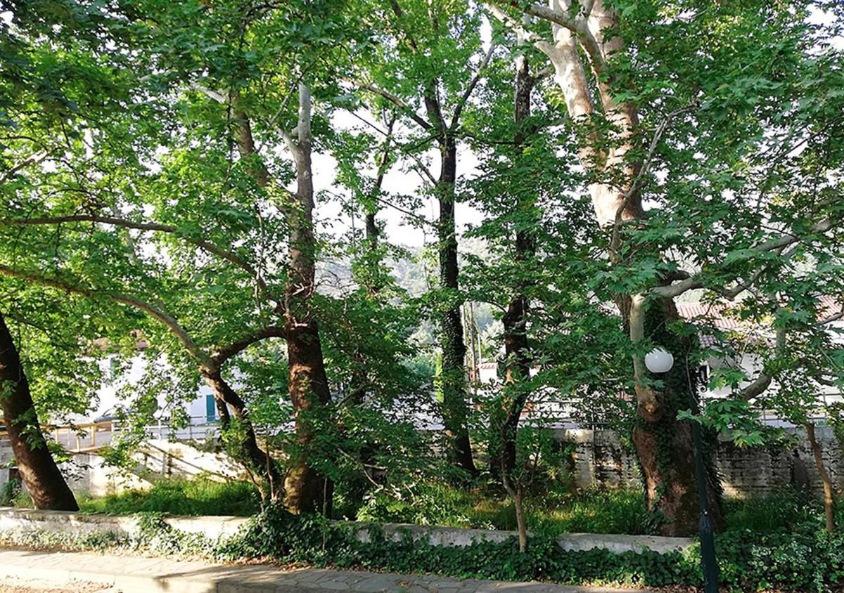"The plane trees" - Housity