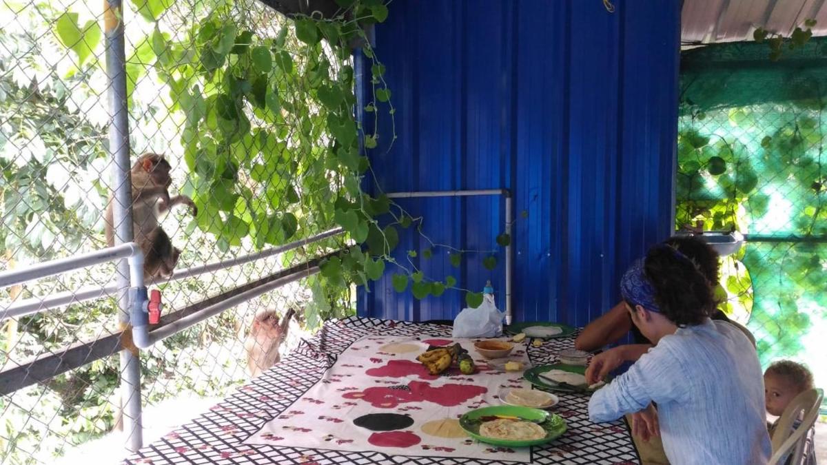 Jungleparadiso Homestay - Housity