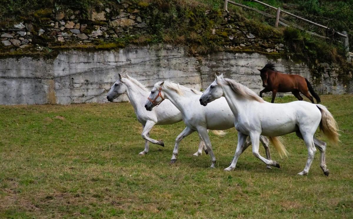 Animales en el hotel o alrededores
