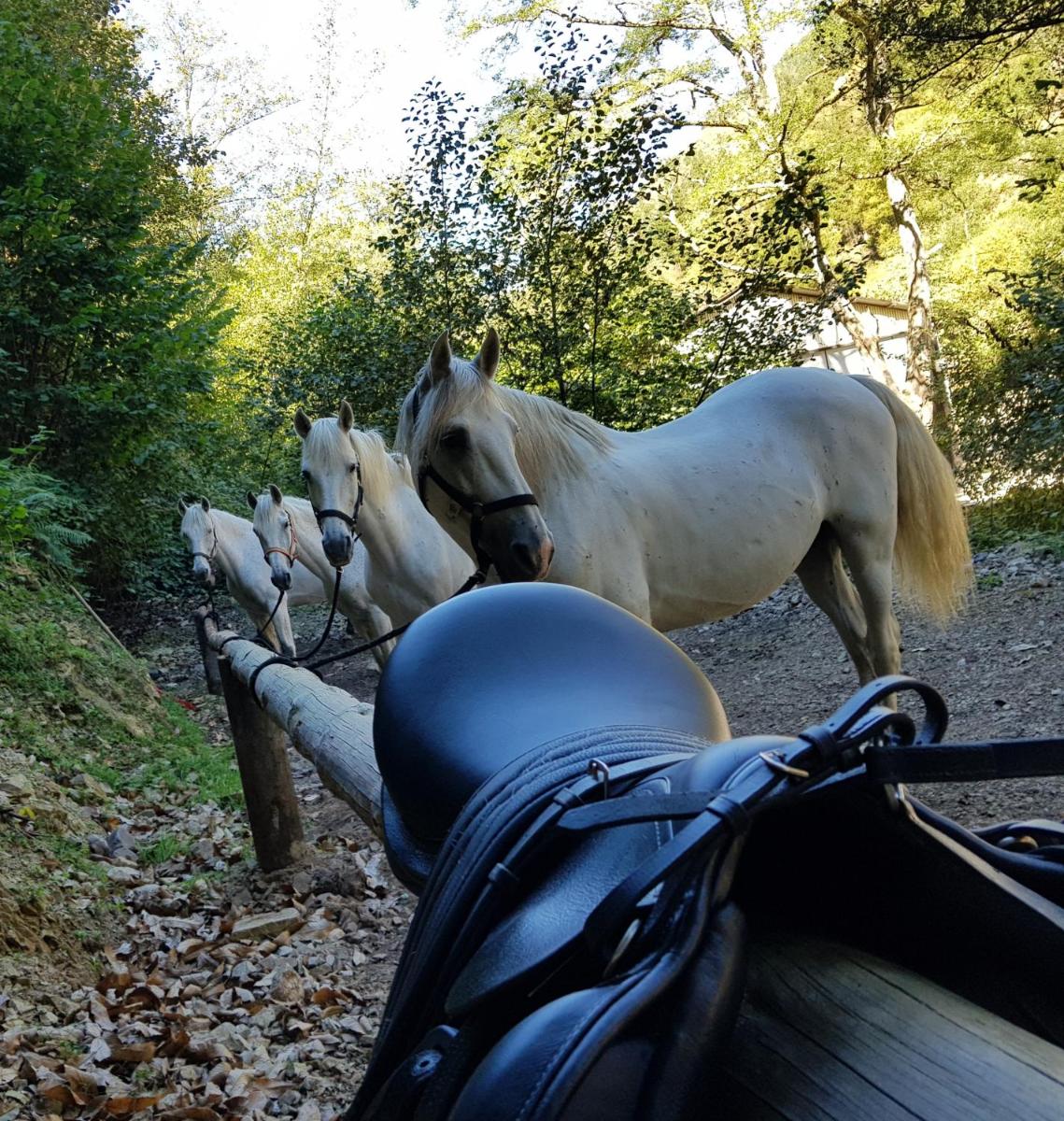 Animales en el hotel o alrededores