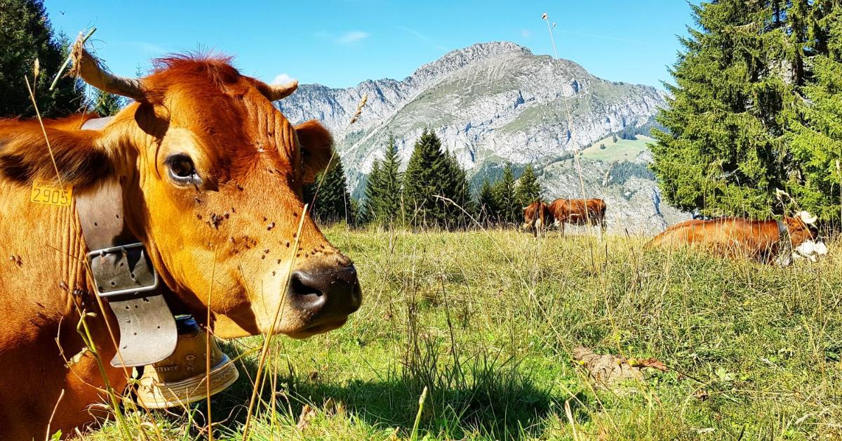 Animaux dans l'hôtel ou à proximité
