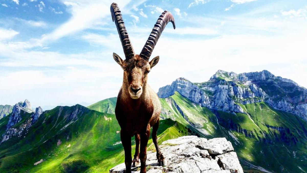 Animaux dans l'hôtel ou à proximité