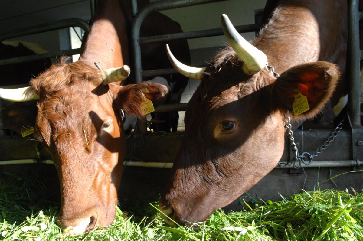 Hinterkellaubauer - Housity