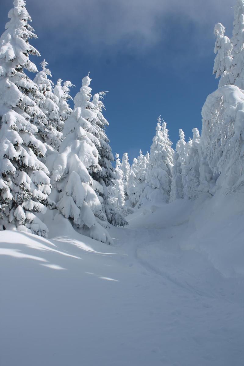 Arnica Montana - Housity