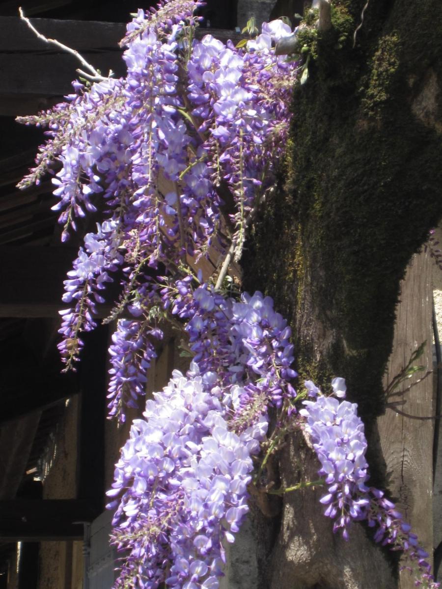 Jardin de l'établissement Les Glycines - Hôtel & Spa - Teritoria