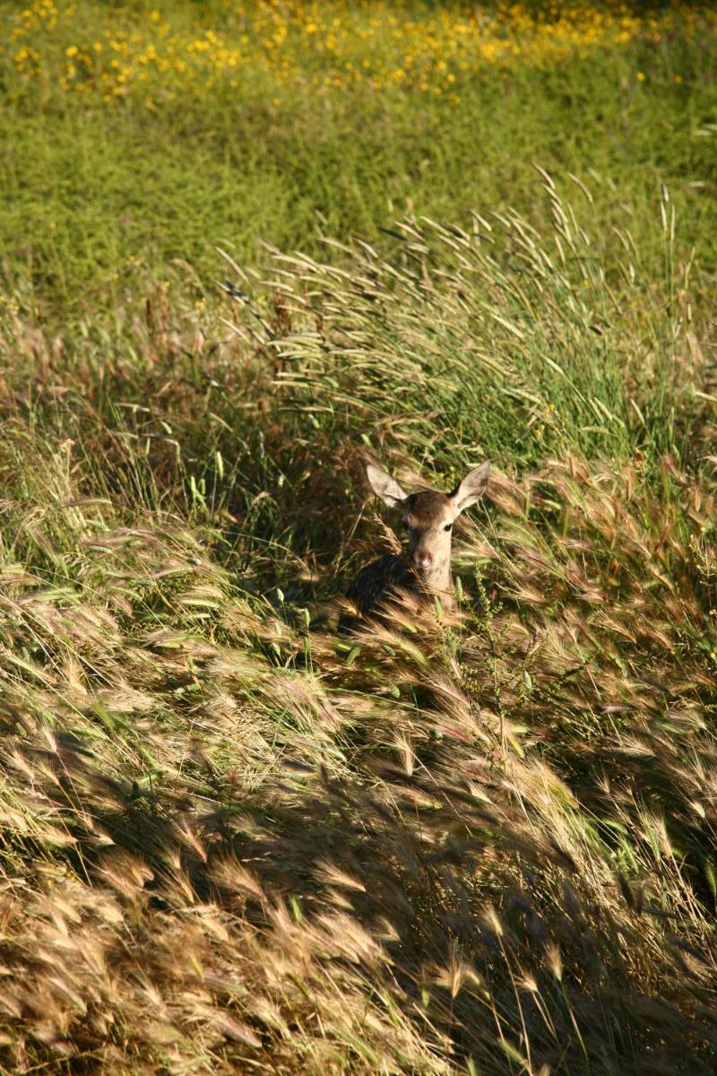 Animales en el hotel o alrededores