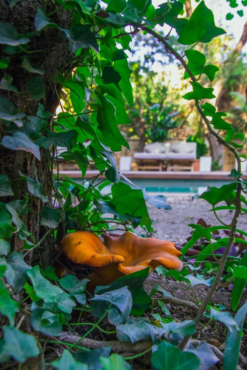 Jardín al aire libre en Can Bordoy Grand House Hotel GL Preferred Hotel