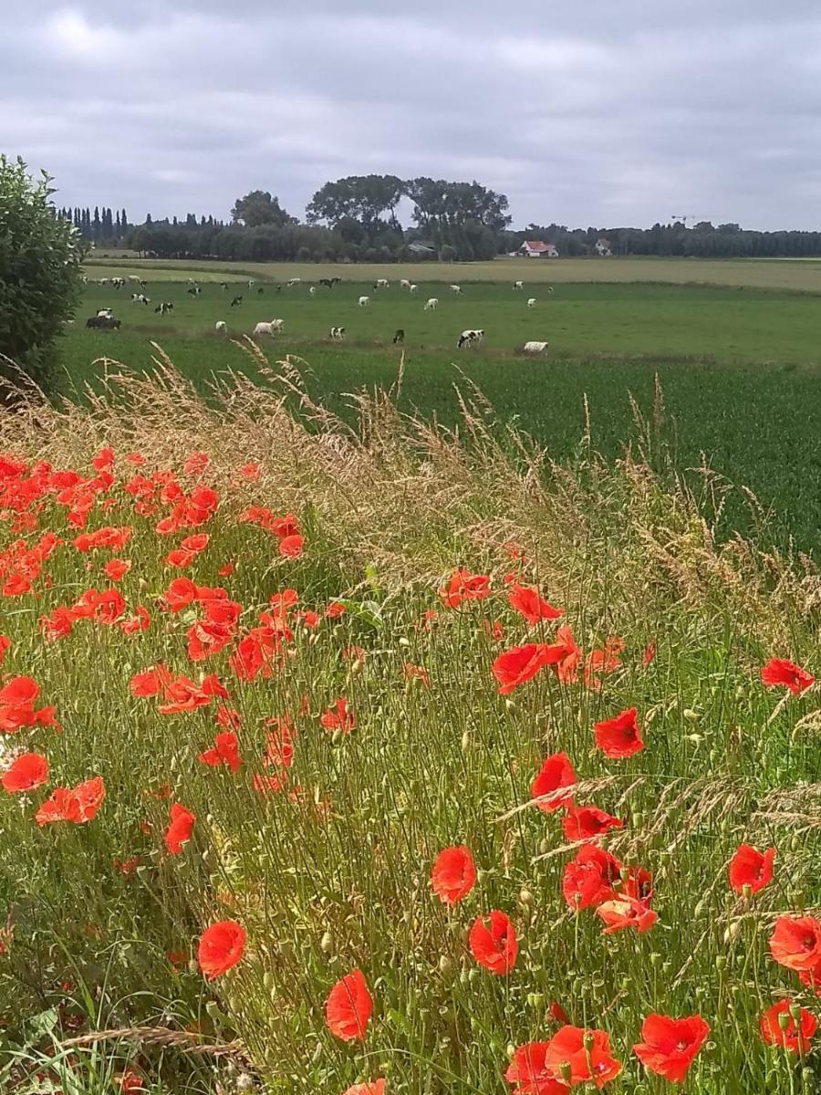 B&B Mussenzele - Housity