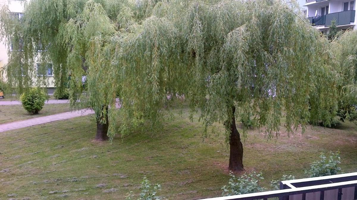 Zielona Herbowa - Housity