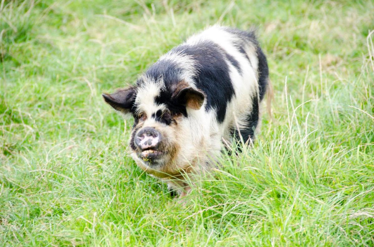 Sharlands Farm Holiday Cottages - Housity