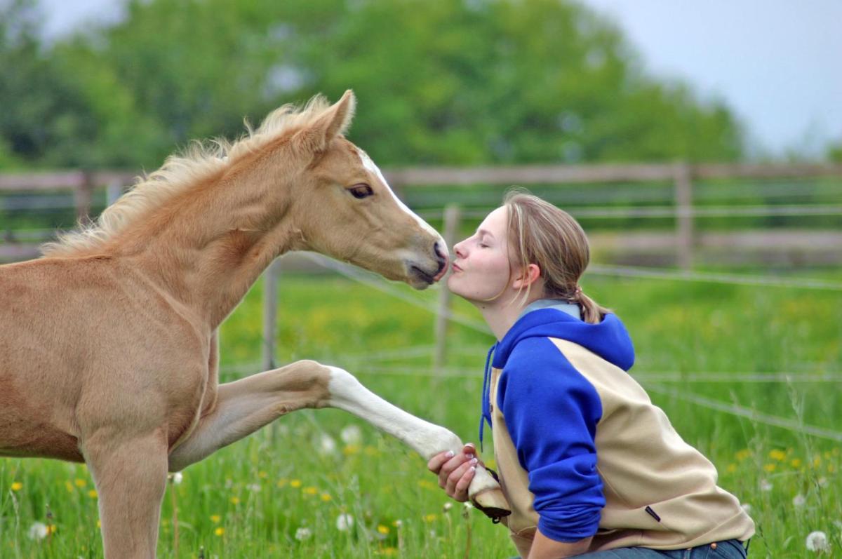 Riedwiesen - Housity
