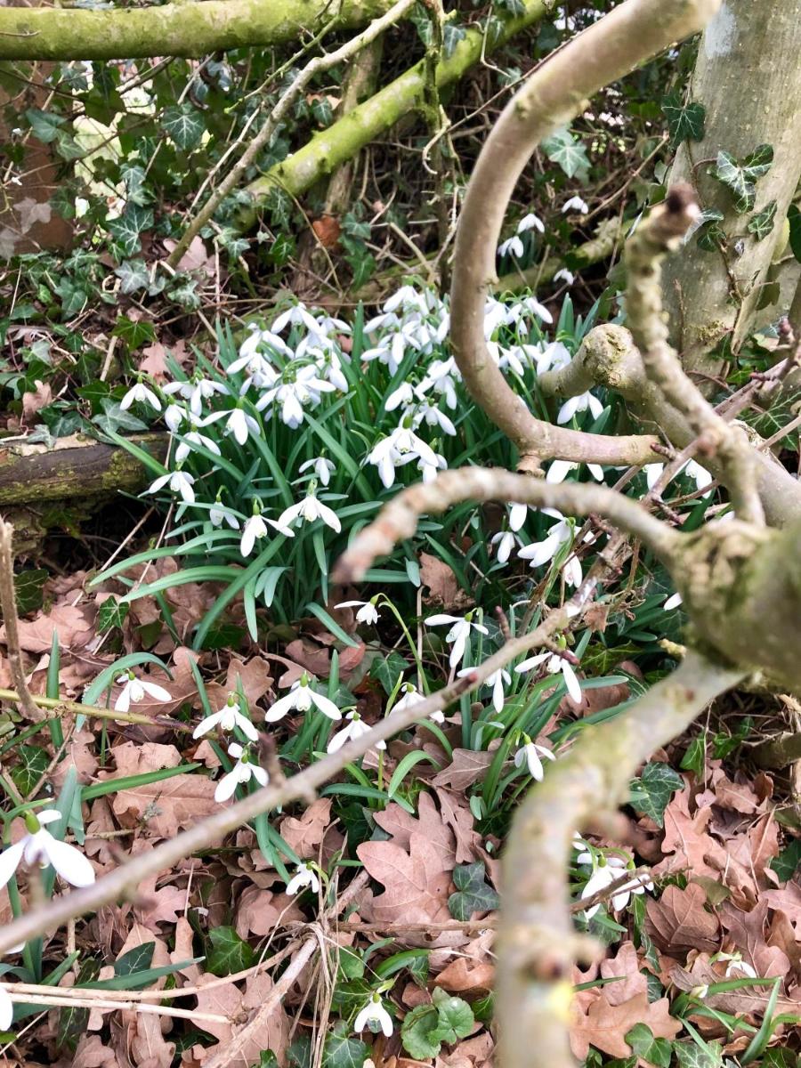 Shirley Lane - Housity