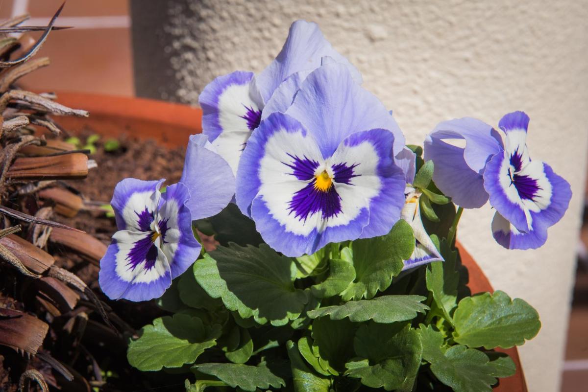 Imagem da galeria de Hotel Do Campo em Ribeira Brava