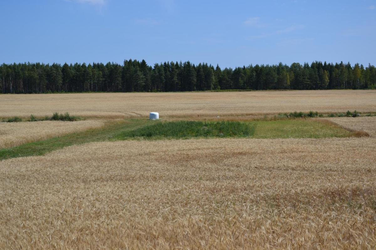 Suitetrails - Värmlandsnäs Valdersrud Stenröse