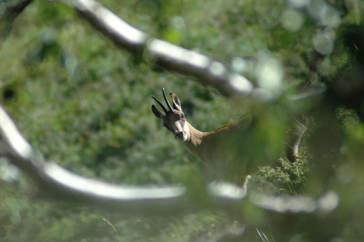 Animaux dans l'appart'hôtel ou à proximité