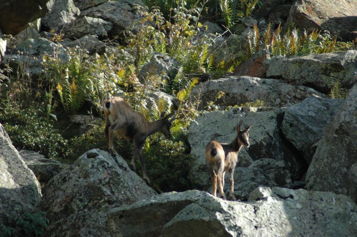 Animaux dans l'appart'hôtel ou à proximité