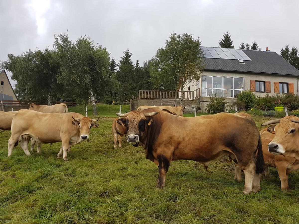Horizon Aubrac Laguiole - Housity