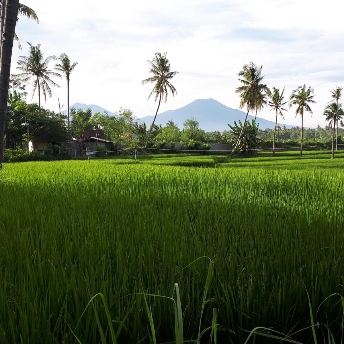 De Lungguh Homestay - Housity