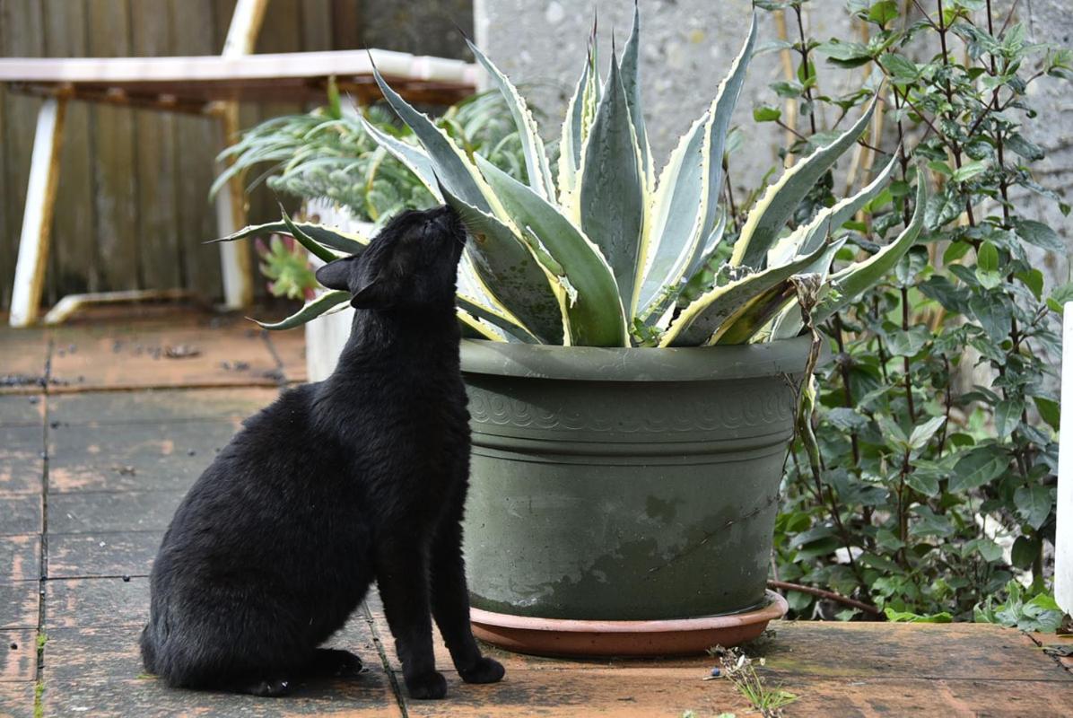 Tarcisio B&B - Housity