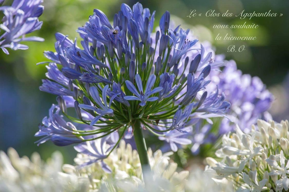 Le Clos des Agapanthes - Housity
