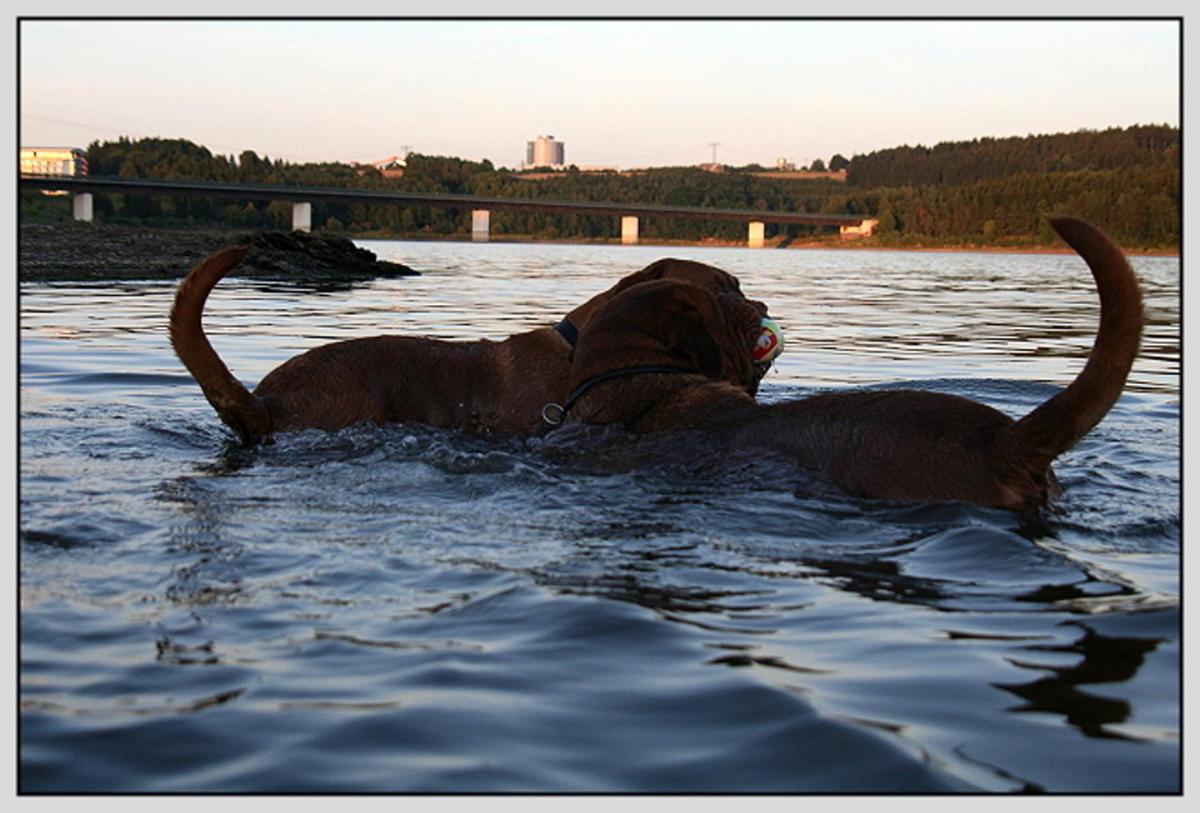 Bungalow direkt am Wasser - Housity