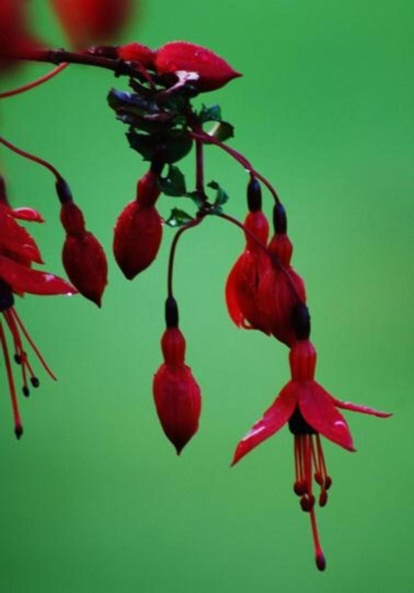 Fuchsia House - Housity