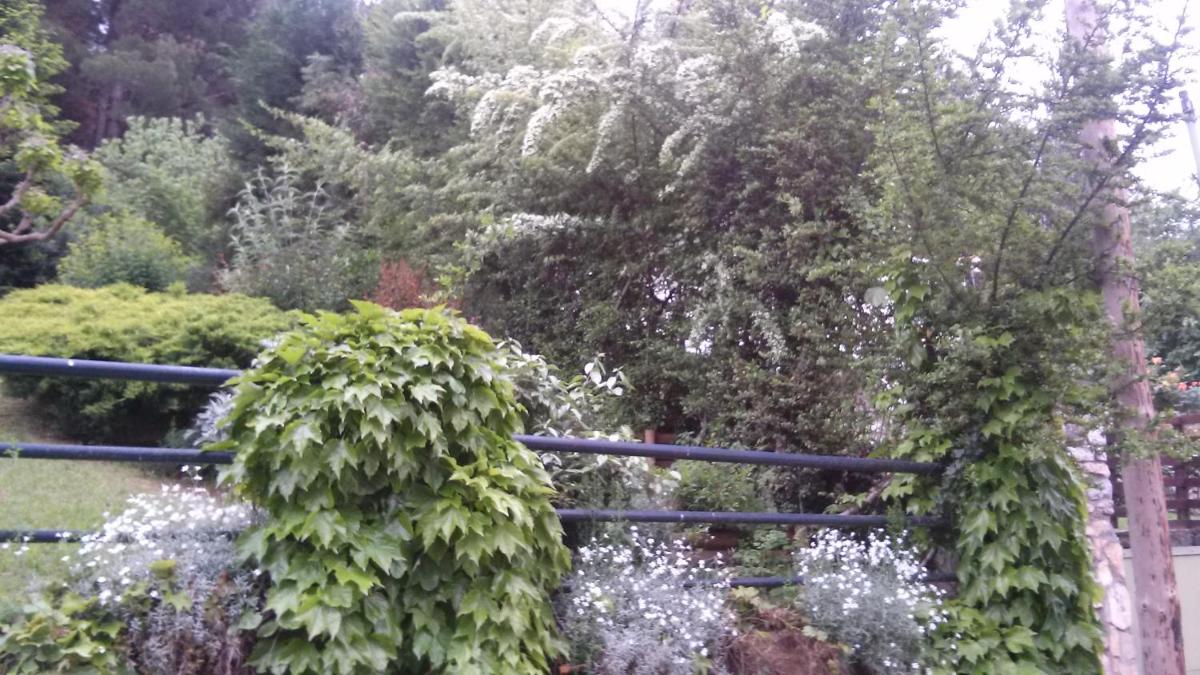 Six Steps From The Forest - Housity