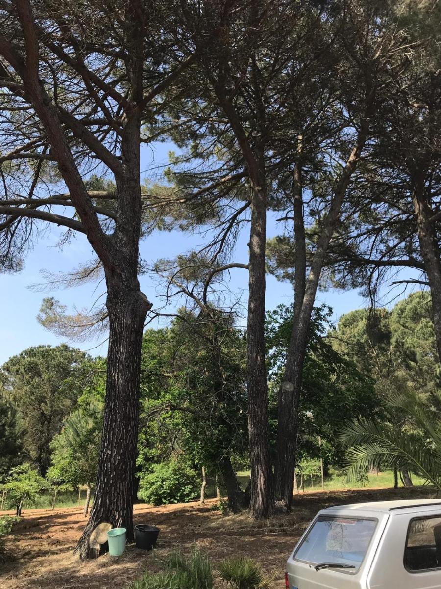 Villa Giulia - Housity