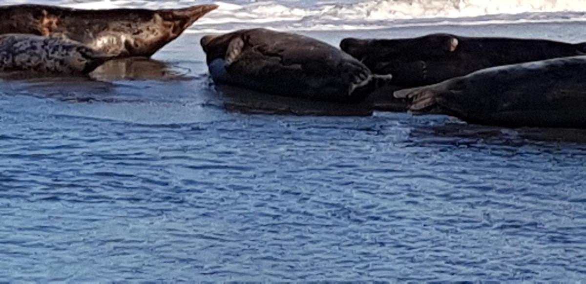 Caister  Haven Holiday Home - Housity