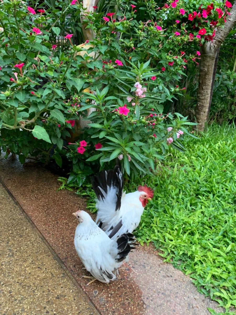 Hongkhao Village - Housity