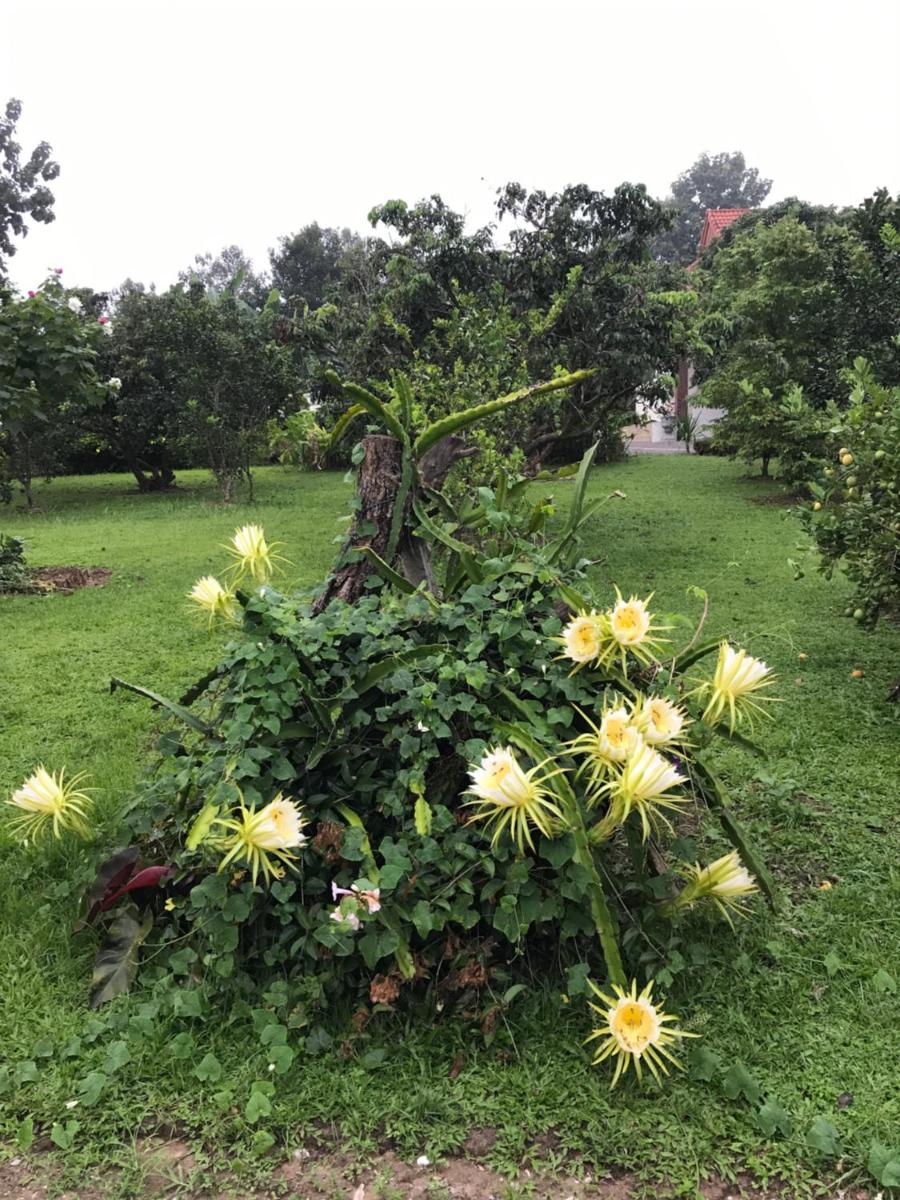 House of Garden - Housity