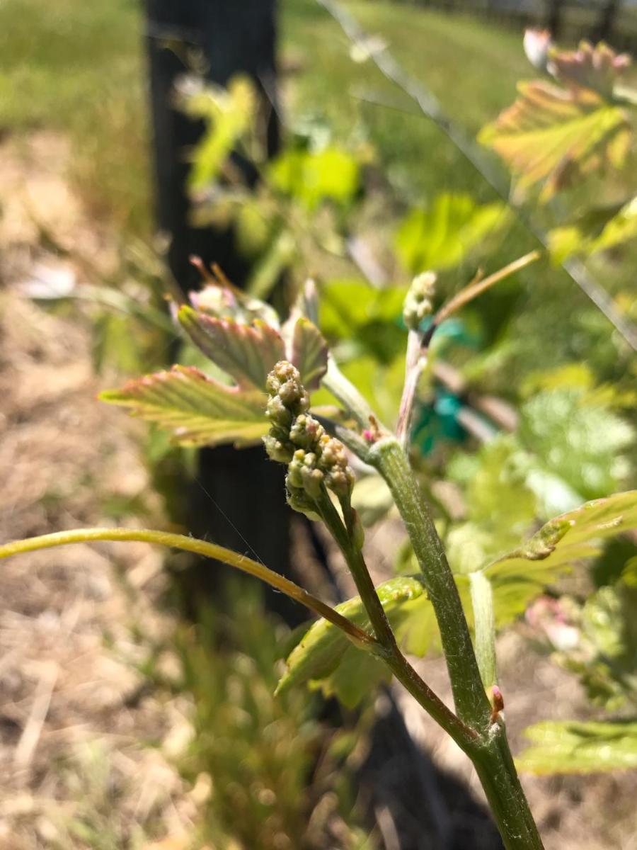 The Eden House Vineyard - Housity