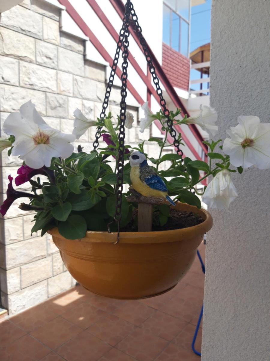 Hajdi apartman - Housity