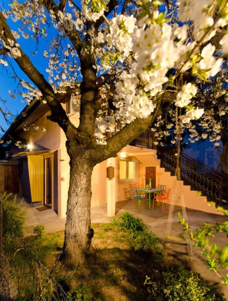 Cherry Tree Art House - Hizvo