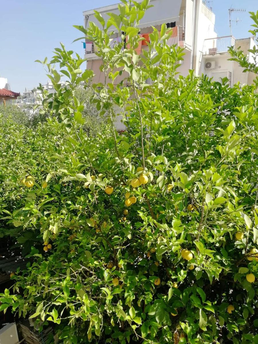 Suitetrails - Lemontree