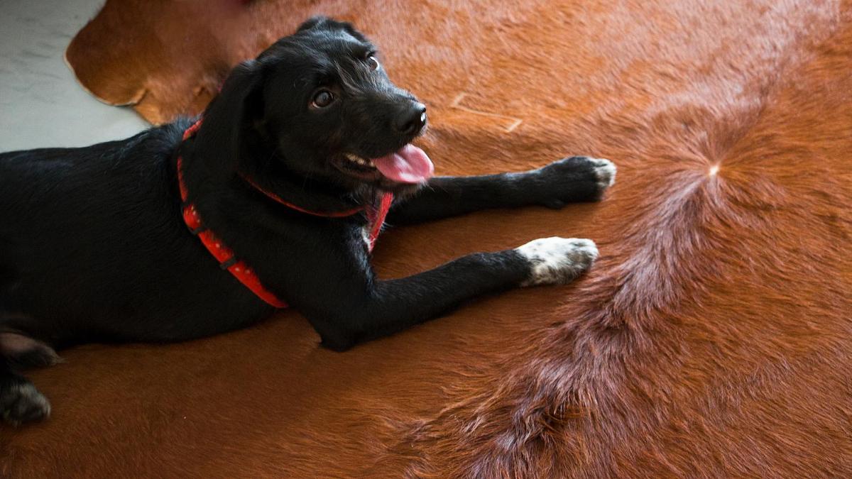 O animal ou animais de estimação com os hóspedes em Hotel Meira