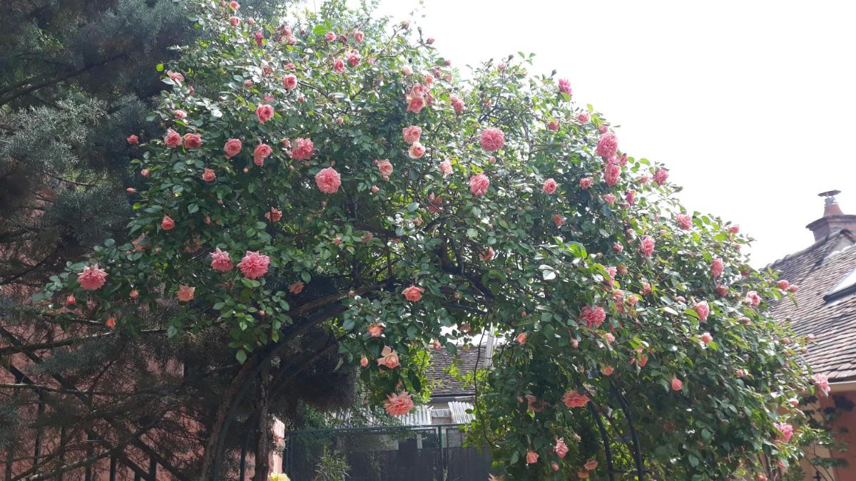 la maison rose: lieu atypique - Housity