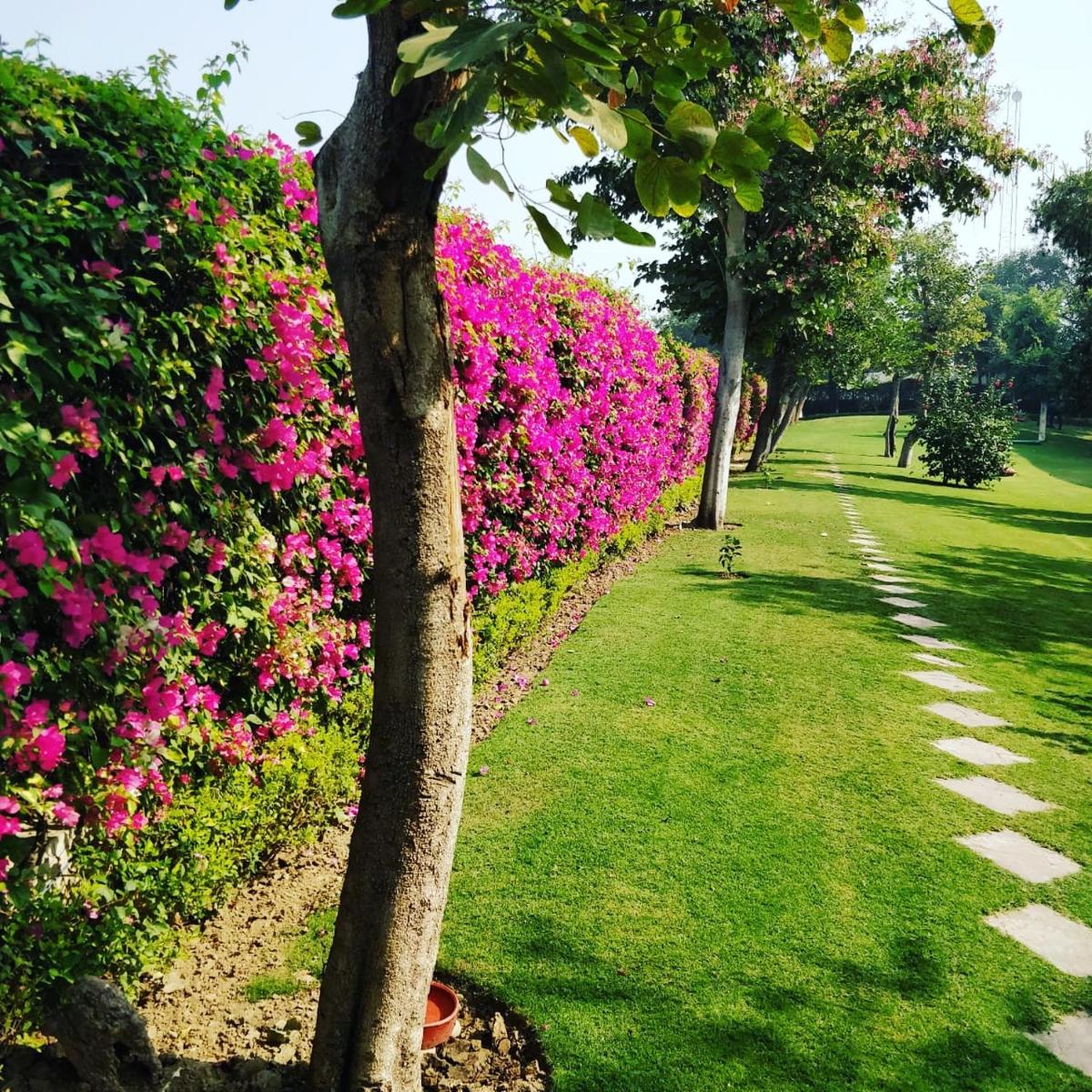 a row of bushes with pink flowers in a park at Trident Agra in Agra